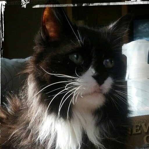Im a 19 yr old catman In search of palmtree playgrounds!!  If you're a Kitty, follow me and Ill follow back