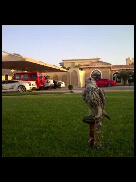 aaa_28502's profile picture. أليمَہ هِيّ الحِيرة فِي مَشاعِرناا لا أريّد أنّ اُعلق أحَداً بِي ثُمّ أرحَل ، ولا أريّد التعّلُقَ بِأحد ثُمّ يرحَل.          ..شامخة رغم عذالي