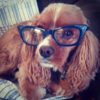 Kate Graham (@katiebuggraham) Twitter profile photo
