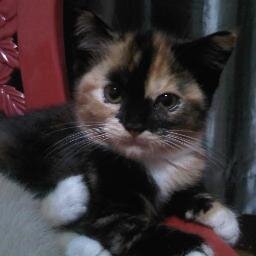 DrashaMeow's profile picture. Spesialis Menjual Kucing Persia!!! Minat, HUB : 088211016372 / PIN BB : 21F27589