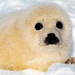 socksProxy's profile picture. Be heard but never seen. 死神