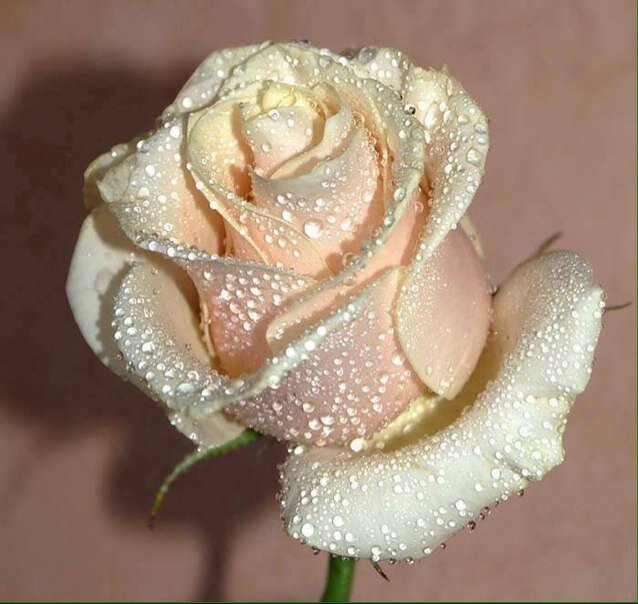 1Hajer2013's profile picture. 