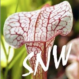 Beautiful carnivorous plants for your home and garden.  Get updates on new carnivorous plants in stock and nursery events.