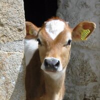 Visit Jersey (@visitjersey) 's Twitter Profile