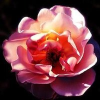 dgsquare (@dgsquare2) 's Twitter Profile Photo