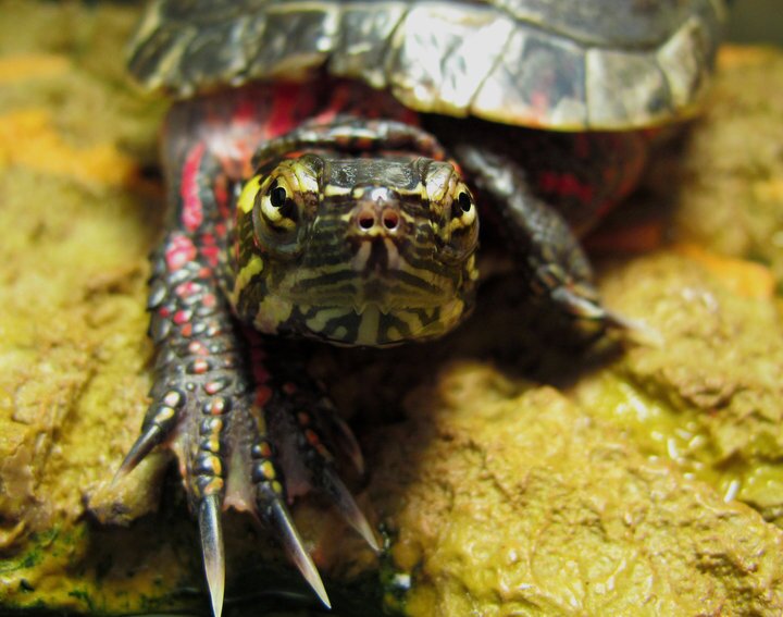 Turtles and Tea (reptile) rescue group