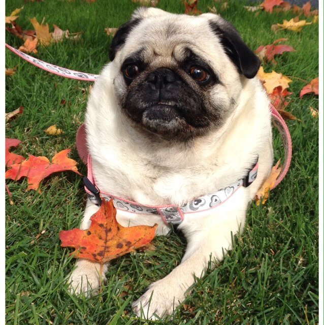 I'm just a pug who loves to snort and snarf.