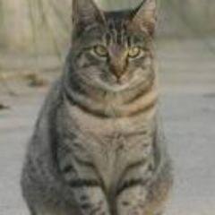 I like going on patrols, with awesome cats.
I LUFF YOU DAWNPOOL!