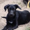 DaisyBob.com - @DaisyBobCom - Twitter