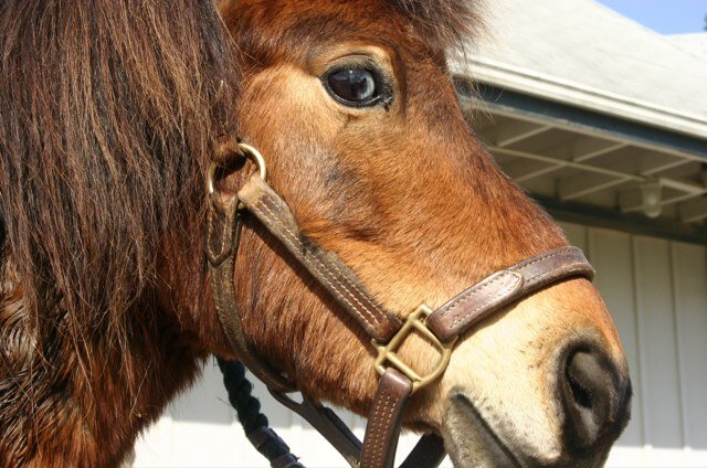 Kentucky ambassador and supporter of our world-renown equine and bourbon industries!