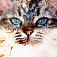 Sebastian Bhoot (@sebastianfku) 's Twitter Profile