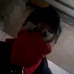 Adilso50816427's profile picture. 