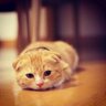 mklsw's profile picture. 生活推，网络爱好者。
