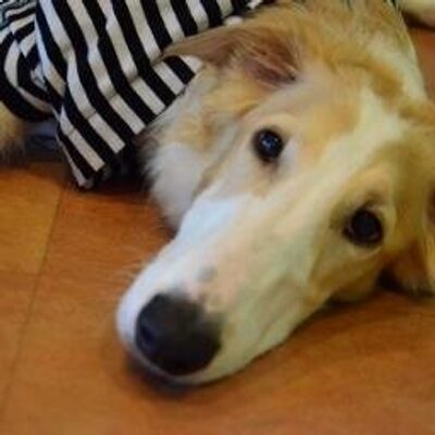 ボルゾイのアレさん ノ 悲しすぎる T T Rt Saehorse 9月12日の大雨の日に御殿場の動物病院の駐車場でワイヤーで繋がれてたそうです 里親 富士の保健所 ボルゾイ 大型犬 二頭 犬 雄雌 期間切迫 Http T Co Ac5nbk8lfp ボルゾイのアレさん ノ 悲しすぎる T T Rt Saehorse 9月12日の大雨の日に御殿場の動物病院の駐車場でワイヤーで繋がれてたそうです 里親 富士の保健所 ボルゾイ 大型犬 二頭 犬 雄雌 期間切迫 Http T Co Ac5nbk8lfp