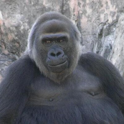走るゴリラ Rungolira Twitter