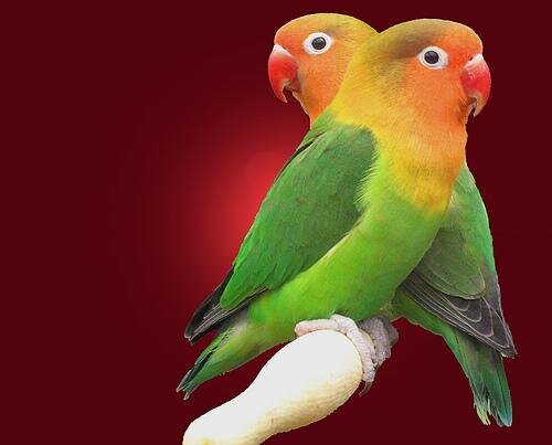 MhairaAnaga's profile picture. 