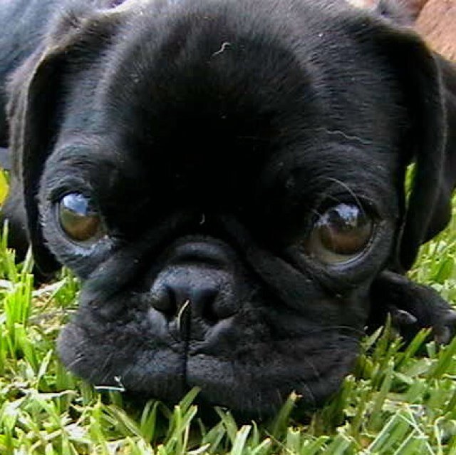 For the love of Pug!!!