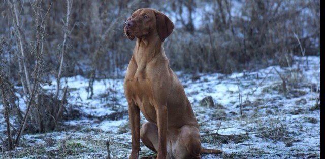 bringbackbo's profile picture. Bo - Hungarian Vizsla. Stolen from Durham 20/10/13. She has a tiny white dot on her head, docked tail & still has dew claws. MC. Substantial reward 07944095659