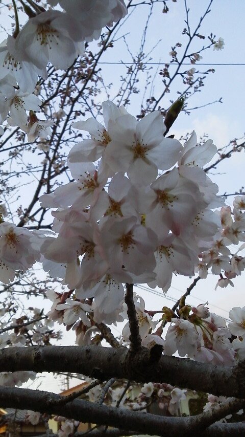 桜塚 龍さんのプロフィール画像