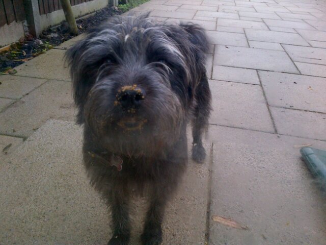 JmePizey's profile picture. Jamie, provider of all things good to Sam, Charley-Anne, Megan-Louise & Scraps the dog. Not forgetting #ncfc fan. My views only etc