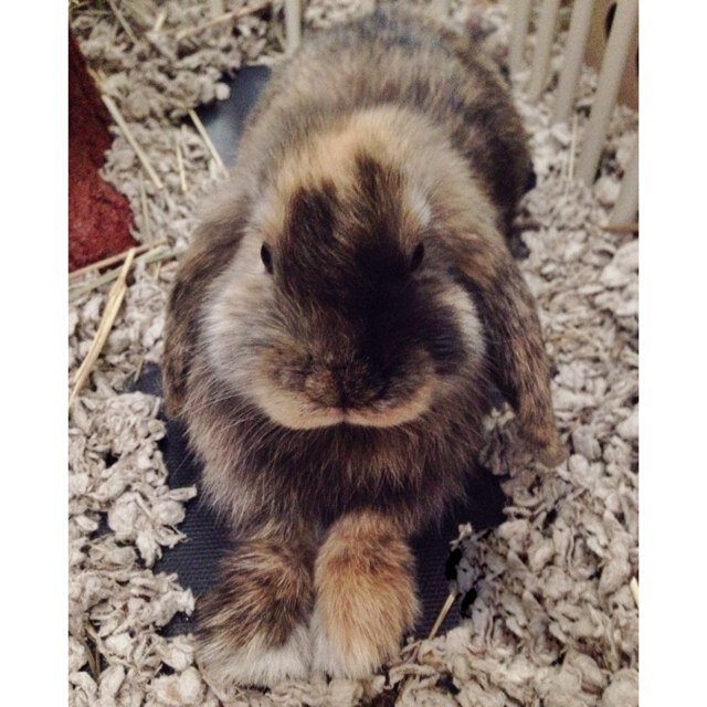 Hi i'm buneary, but you can call me buns. I am @RickyPDillon's cute little bunny.