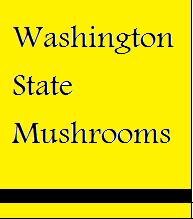 We ship a variety of fresh Washington State Mushrooms all around the world. From our forests to your door!