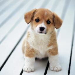 Hope to brighten your day with some adorable photos! DM or email me photos of your puppies and I'll post them :) cutepuppies00@yahoo.com