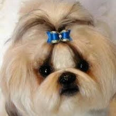 shih tzu club shih tzu fan club shihtzufanclub1 shih tzu club shih tzu fan club shihtzufanclub1