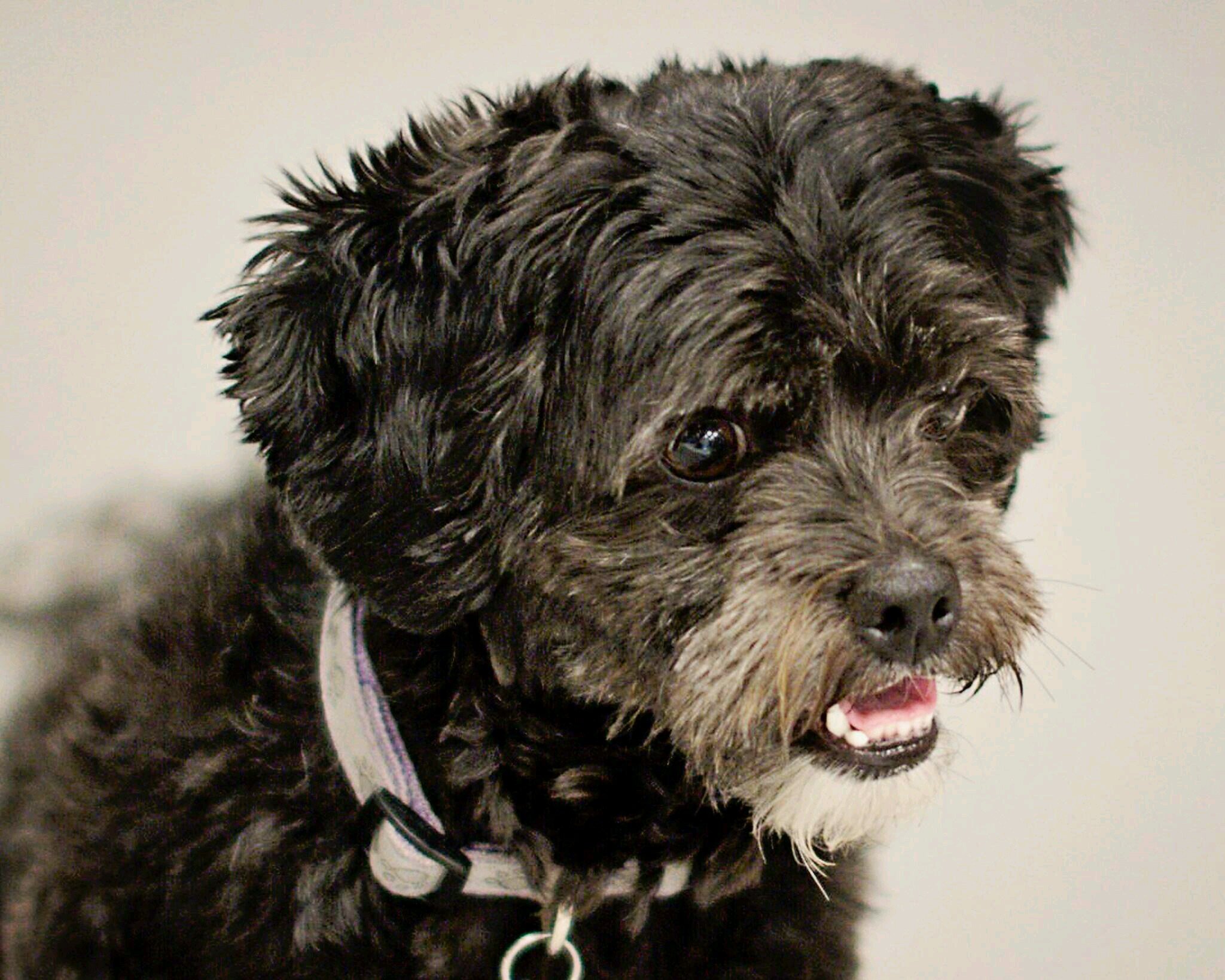 I am Lilly, the Puppy..I am a black Shih-poo.I like to run around, to nap, to get bellyrubs & play wif Mommy @neonrose & Daddy @RobCairns : #ZombieSquad trainee