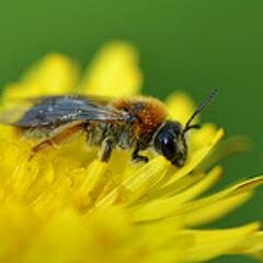 Tweeting about the wonderful pollinators we have in Britain.