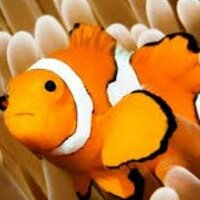 くまのみ (@tabico1) 's Twitter Profile Photo くまのみ (@tabico1) 's Twitter Profile Photo