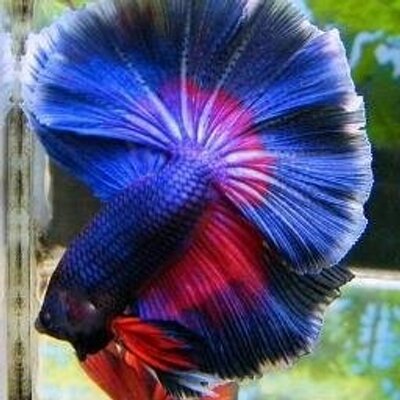 Ikan Laga Foto Bugil Bokep 2022 Ikan Laga Foto Bugil Bokep 2022