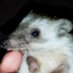 LokiCam (@hedgehogloki) Twitter profile photo LokiCam (@hedgehogloki) Twitter profile photo