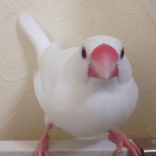 piyo_mamire's profile picture. ぴよんこです。 鳥が好きです。 鳥が好きです。 ボカロも好きです。 2013年秋ブンの日から2024年5月まで文鳥と暮らしました。名前はころちゃんです。 二児の母になりました。