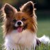 Papillon Dog (@dog_papillon) Twitter profile photo