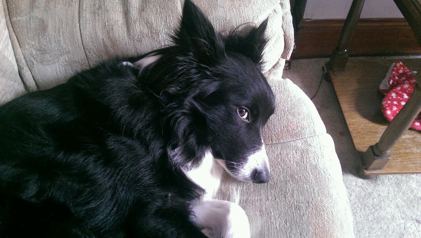 Badbookie's profile picture. 