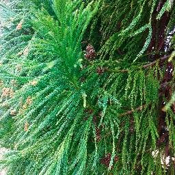 Trees+the people who plant & protect them