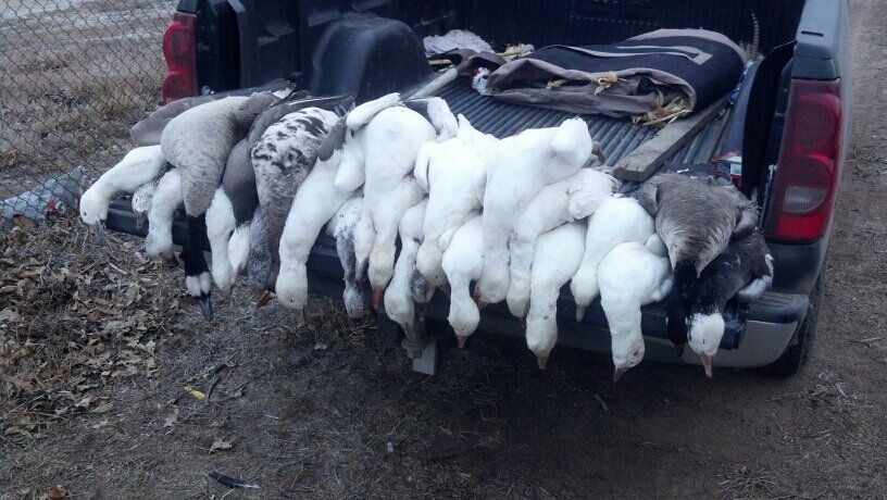 migratorinvader's profile picture. 