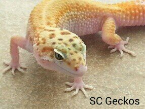 Leopard Gecko Breeder