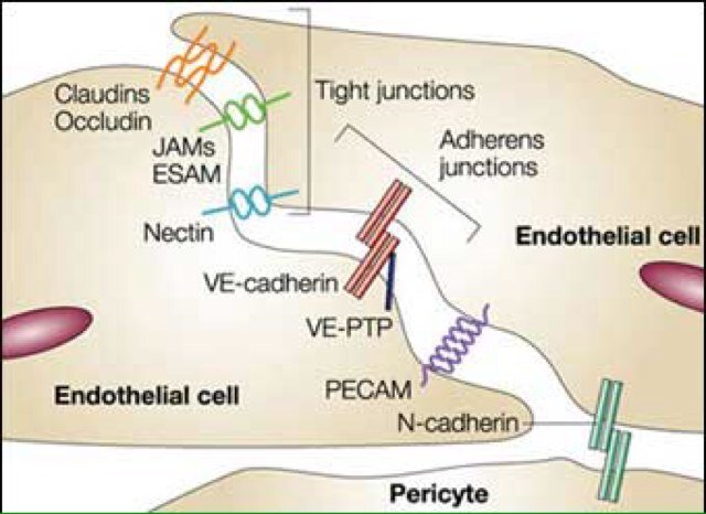 cell_junctions8's profile picture. Together we hold the world.