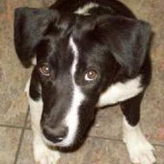 “Outside of a dog, a book is man's best friend. Inside of a dog it's too dark to read.”  ― Groucho Marx