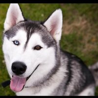Lawrence (@lawrence_wolf) 's Twitter Profile