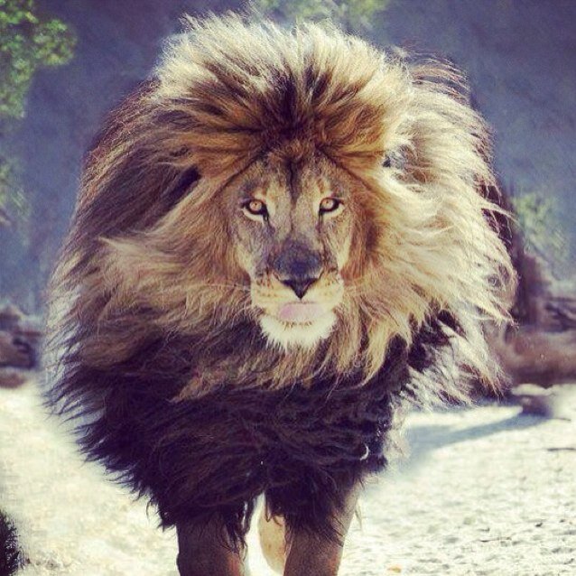 Une etoile verte sur un fond rouge. #TeamMaroc #Team212.   Kik Bishab91