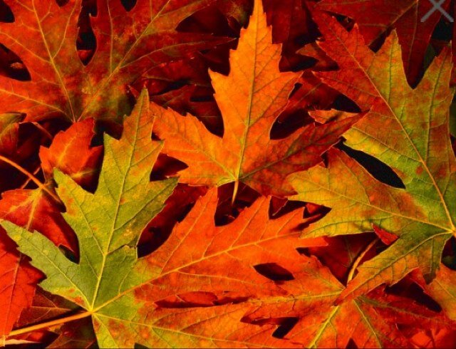 The origanal Fall Twitter page for all you fall lovers! Its a great time to bundle up and have a great fall season. PLEASE FOLLOW, Thank You!