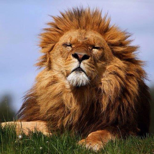 JAH LOVE!