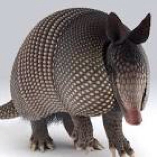 This is my fan account about pickles and armadillos!