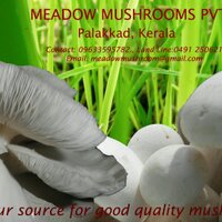 Meadow Mushroom (@meadowmushroom) 's Twitter Profile