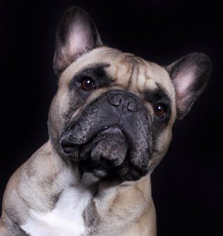HappyHoundsUK's profile picture. Bulldog & Bone Owner. Dog walking & boarding. Personalised Services for you & your waggy pals. Specialist knowledge in French & British Bulldog care.