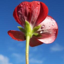 Rani_Tricks's profile picture. 