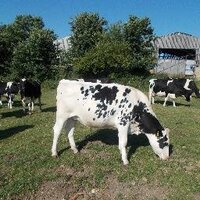 Brinkworth Dairy (@brinkworthdairy) 's Twitter Profile